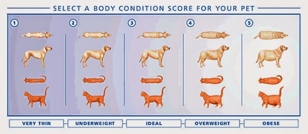 What Does a Healthy Dog Look Like?