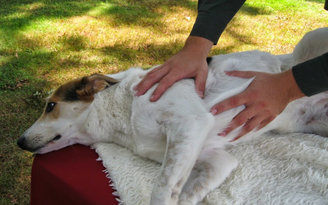 Does Massage Benefit Pets?