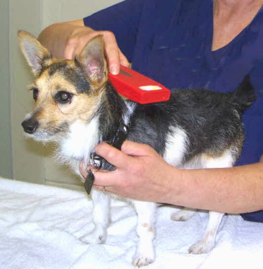 Pet being scanned for microchip