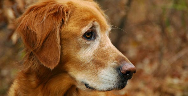 Caring for Your Senior Pet