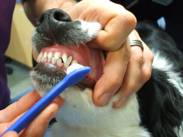 Brushing Your Pet’s Teeth in 4 Easy Steps