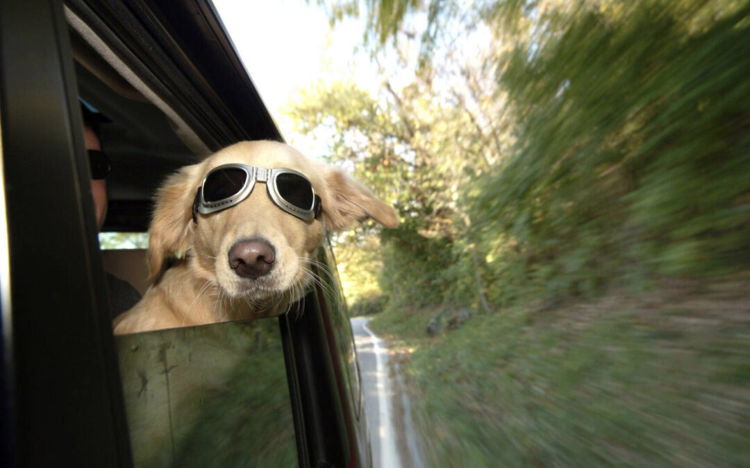 Pet Travel Safety Tips