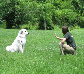 Tips for Dog Training