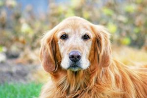Ten Reasons to Adopt An Older Dog