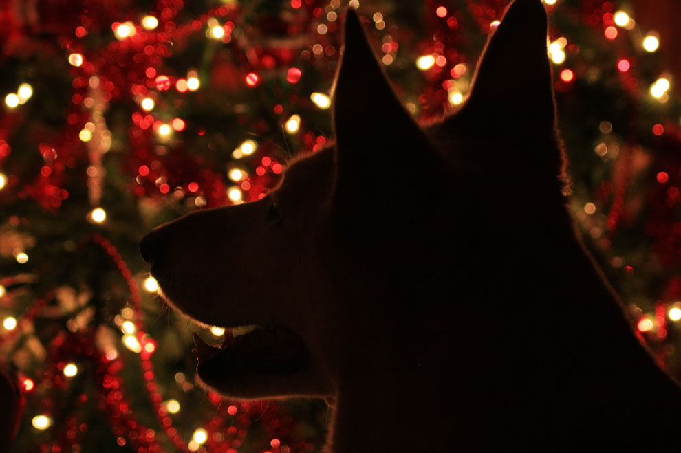 Christmas Tree Pet Safety Tips