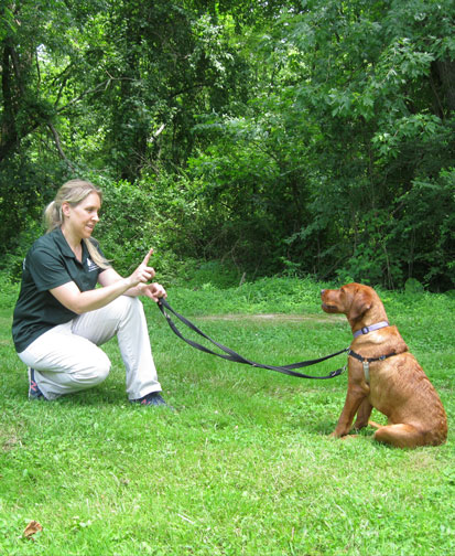 5 Myths about Training a Puppy