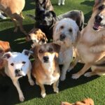 Group of dogs looking at the camera