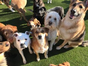 Group of dogs looking at the camera