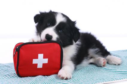 Pet First Aid Basics to Know