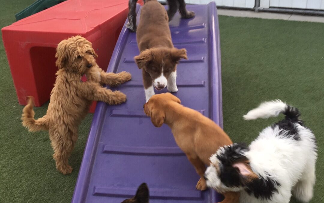 New Daycare Program Designed for Puppies