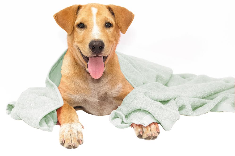 Pet Skin and Coat Treatments for Visible Results