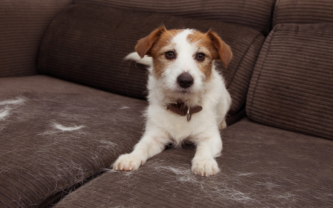 Why Dog Shedding Happens and How to Control It