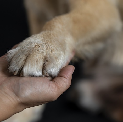 5 Reasons to Give Your Pup A Professional Pedicure