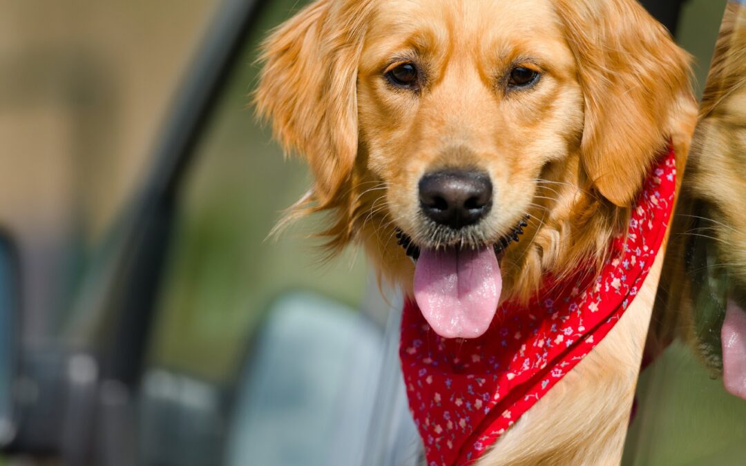 On the Road Again: Tips for Car Rides with a Dog