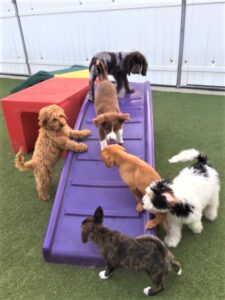 Five Benefits of Socialization Class and Daycare for Puppies