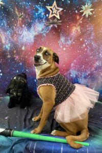dog prom