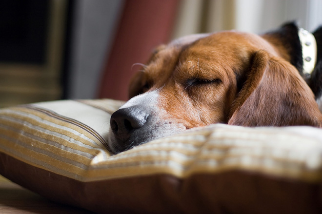 canine influenza