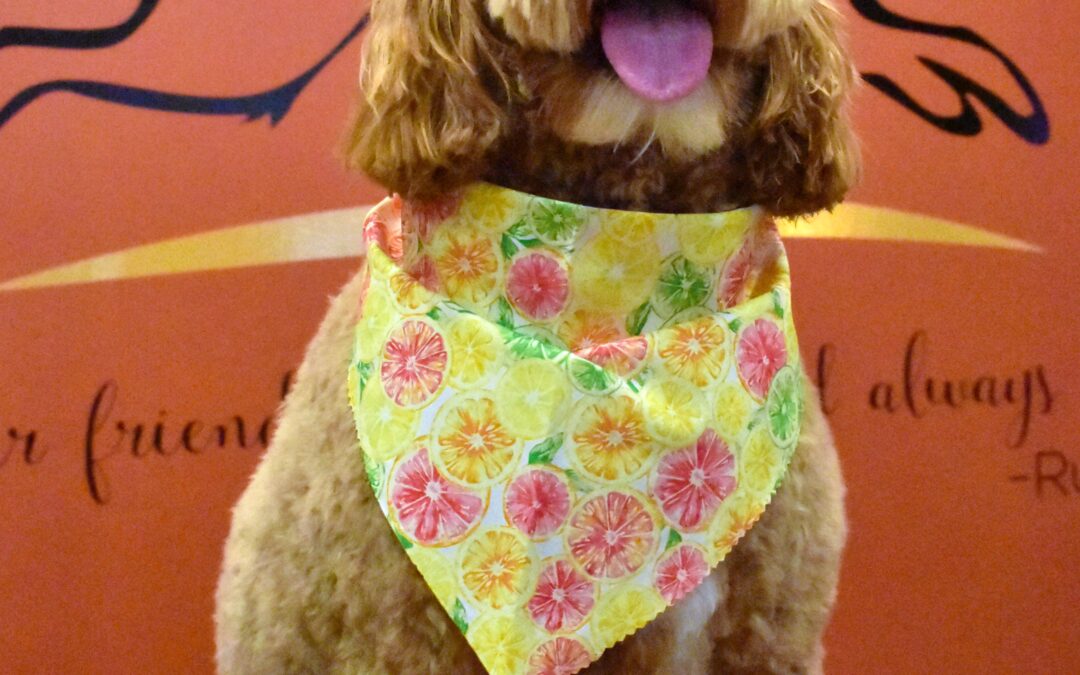 Essential Dog Grooming Tips for Summer