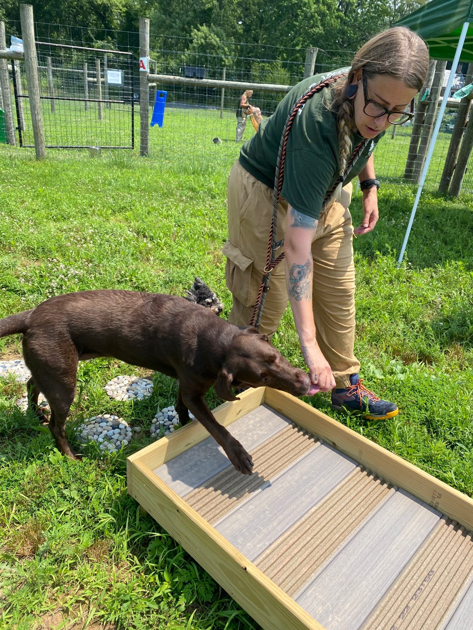 Dog training outside at Holiday House Pet Resort