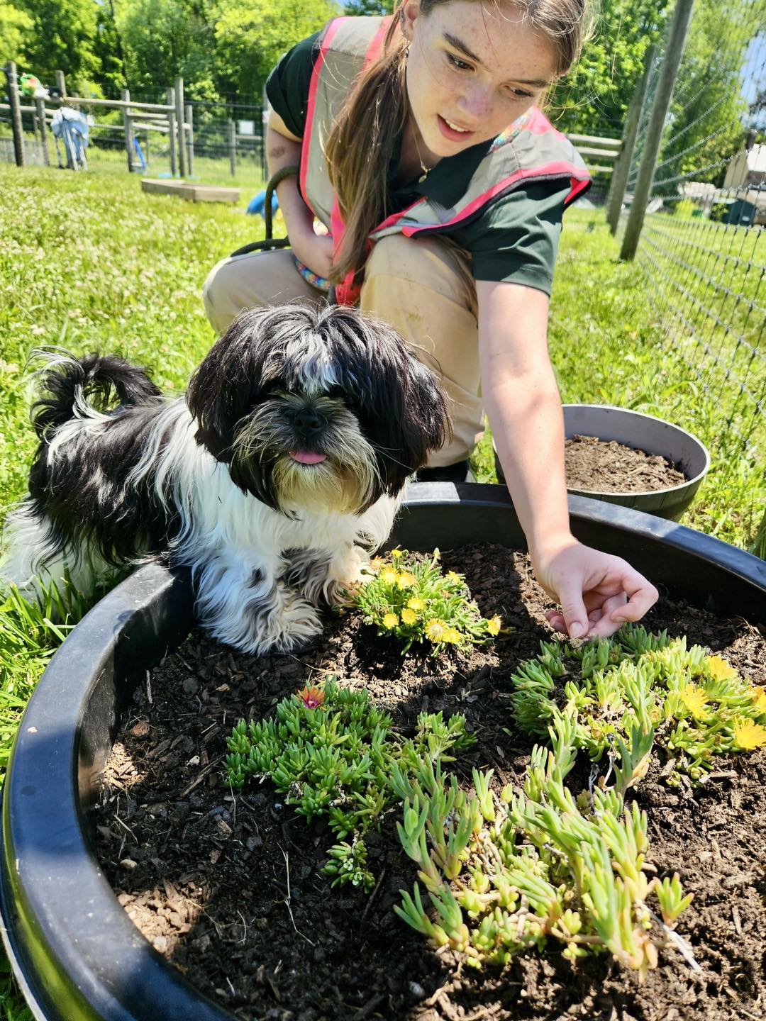 Image showcasing Sniff, Explore, Repeat: Canine Sensory Garden Magic