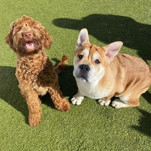 Should My Puppy Attend Dog Daycare? What Pet Parents Need to Know