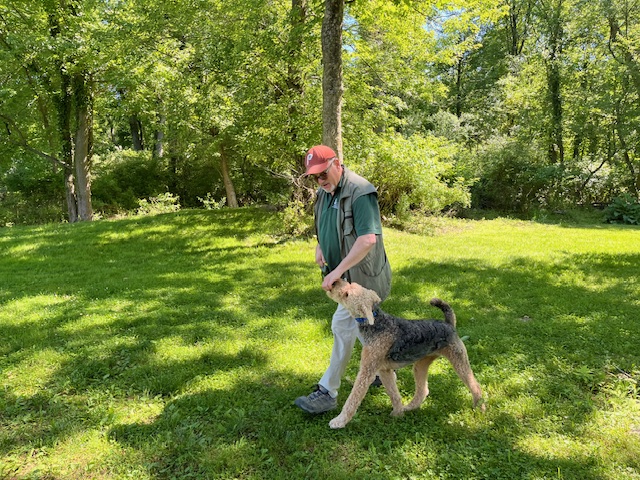 Professional Dog Training for Everyday Life