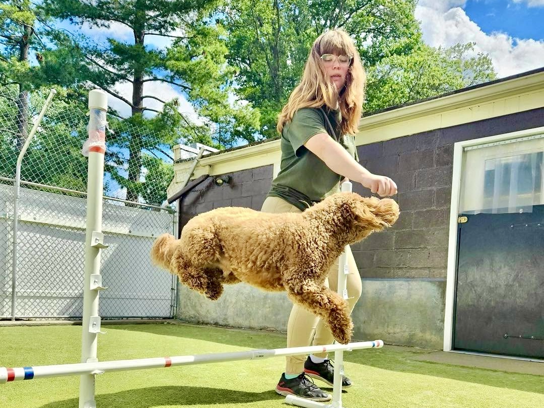 A dog trainer guides a goldendoodle through an outdoor agility obstacle course hurdle at Holiday Pet Resort, Bucks County, PA