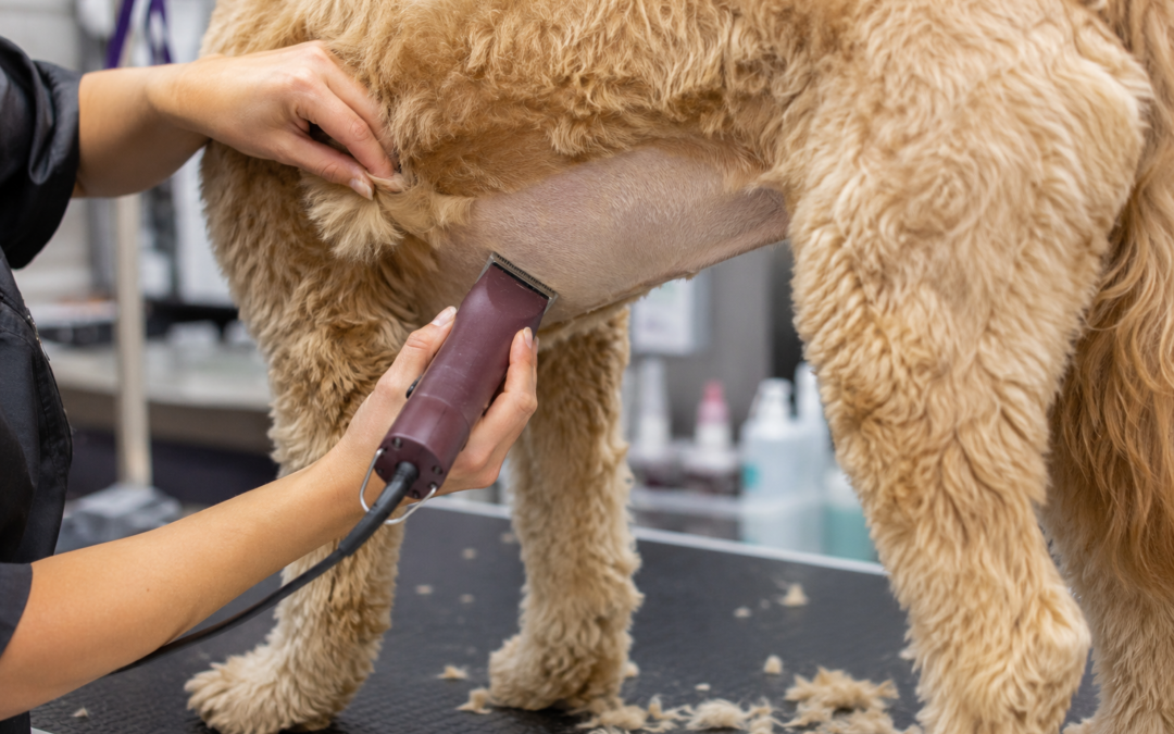 Matted Dog Hair: Why Can’t the Groomer Brush It Out?