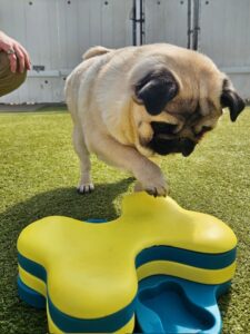 boosting puppy confidence