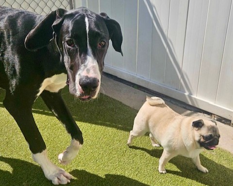 Boosting Puppy Confidence Through Play, Learning, and Adventure
