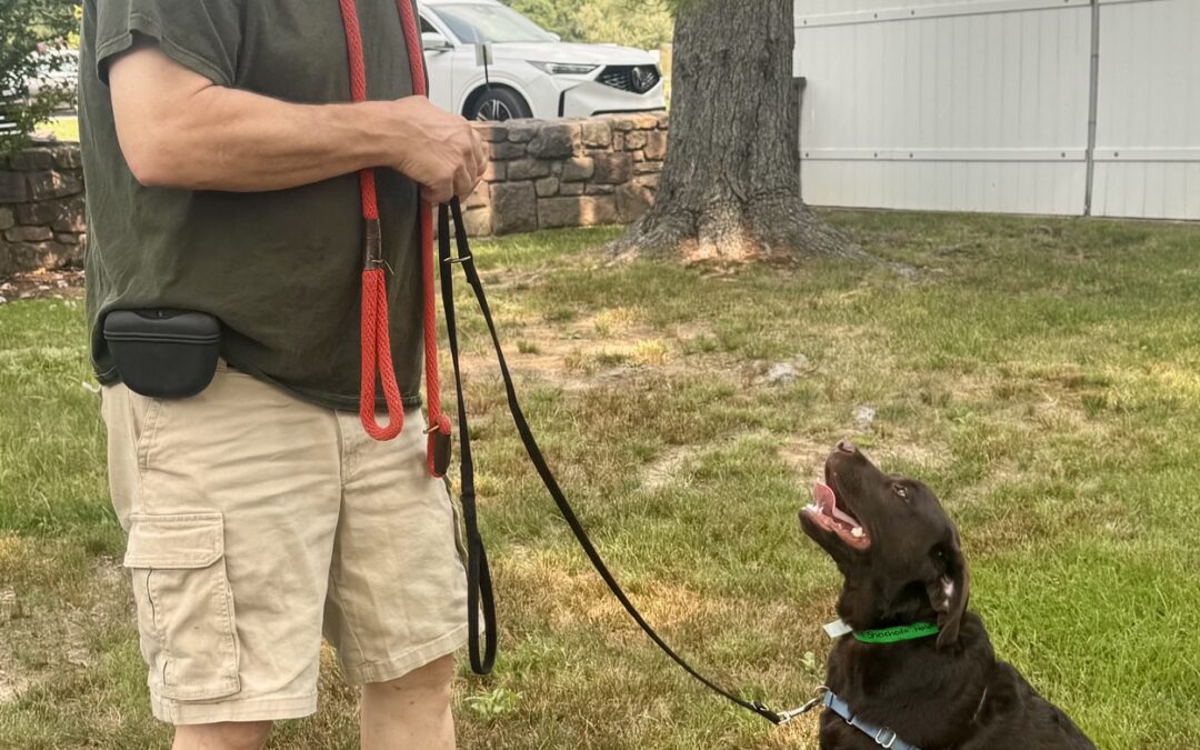 Back to School for Your Dog: Learn, Play & Thrive