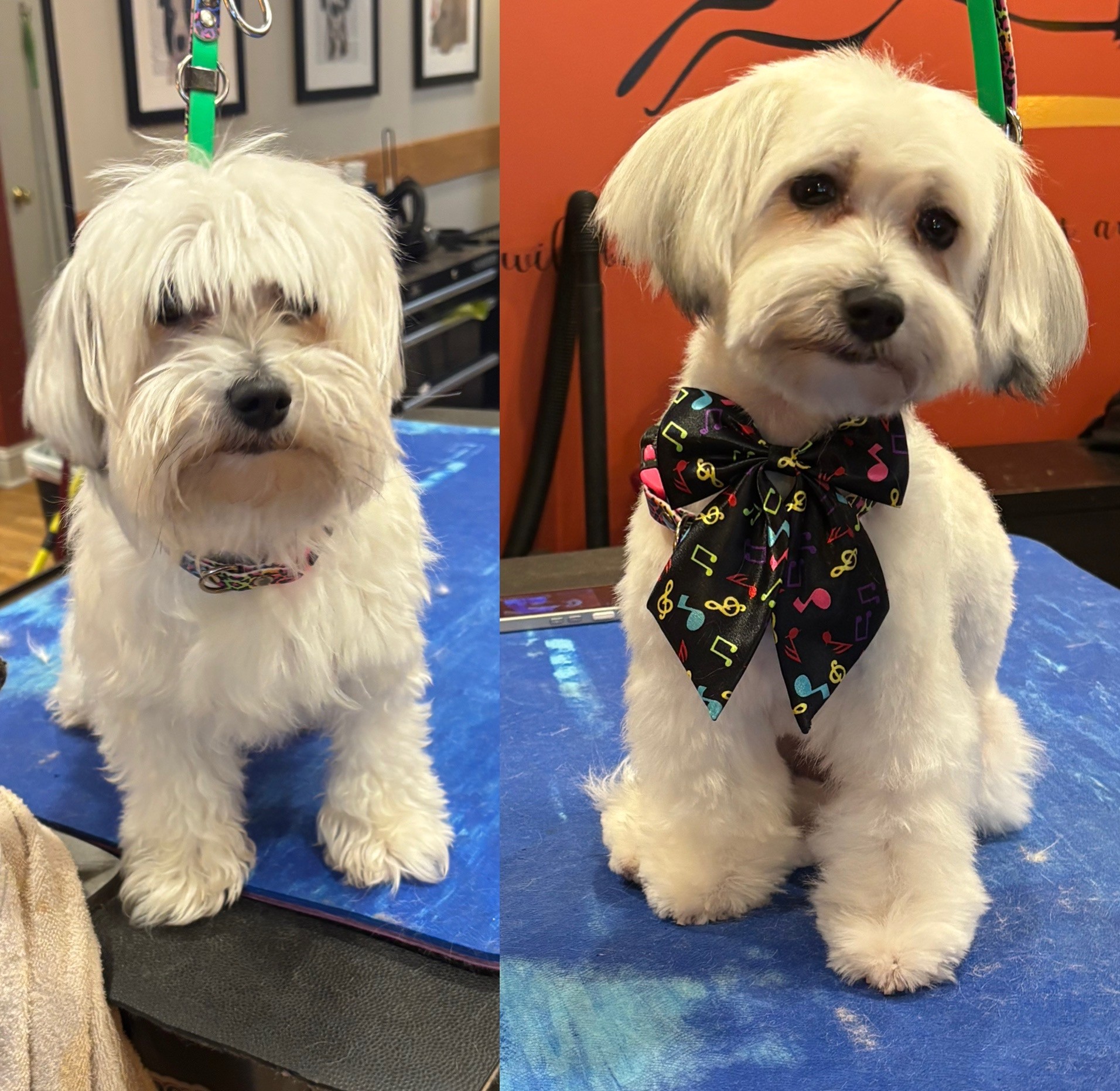 Before & After haircut photo of white dog at The Spa on State