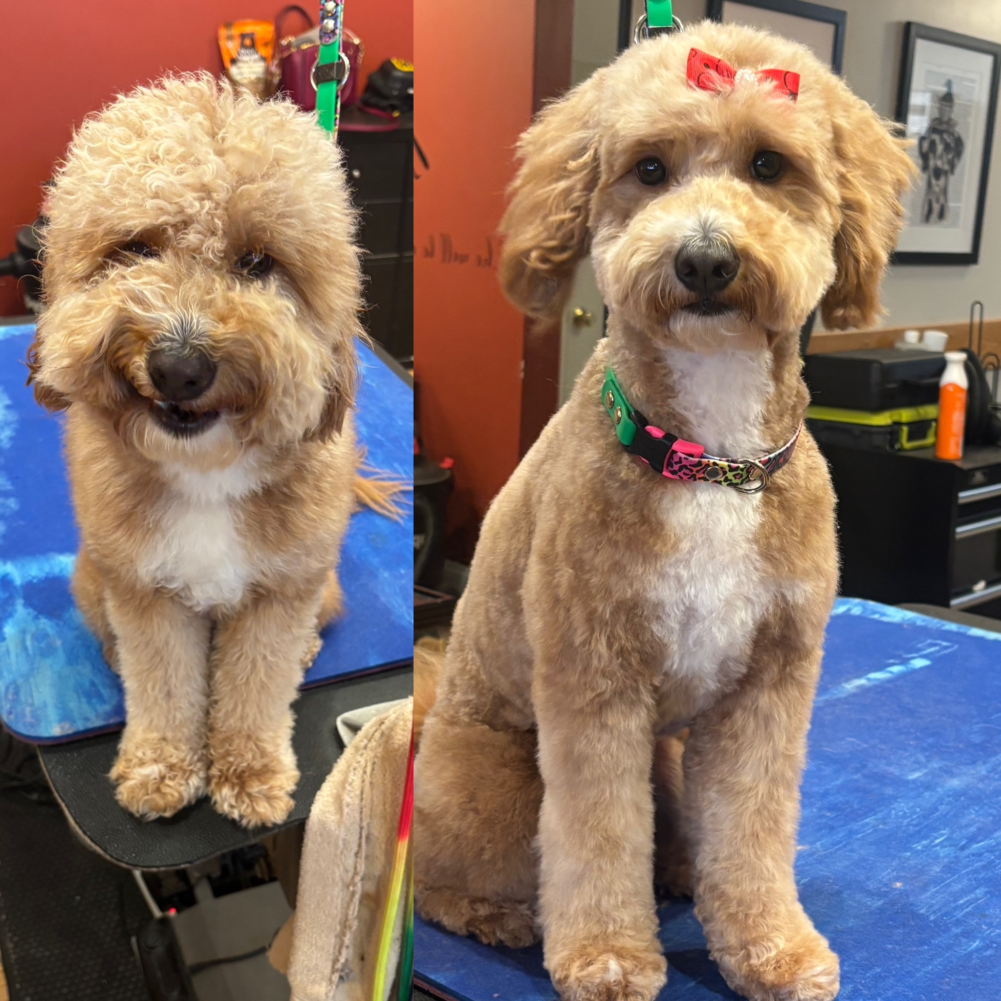 Before & After haircut photo of doodle at The Spa on State