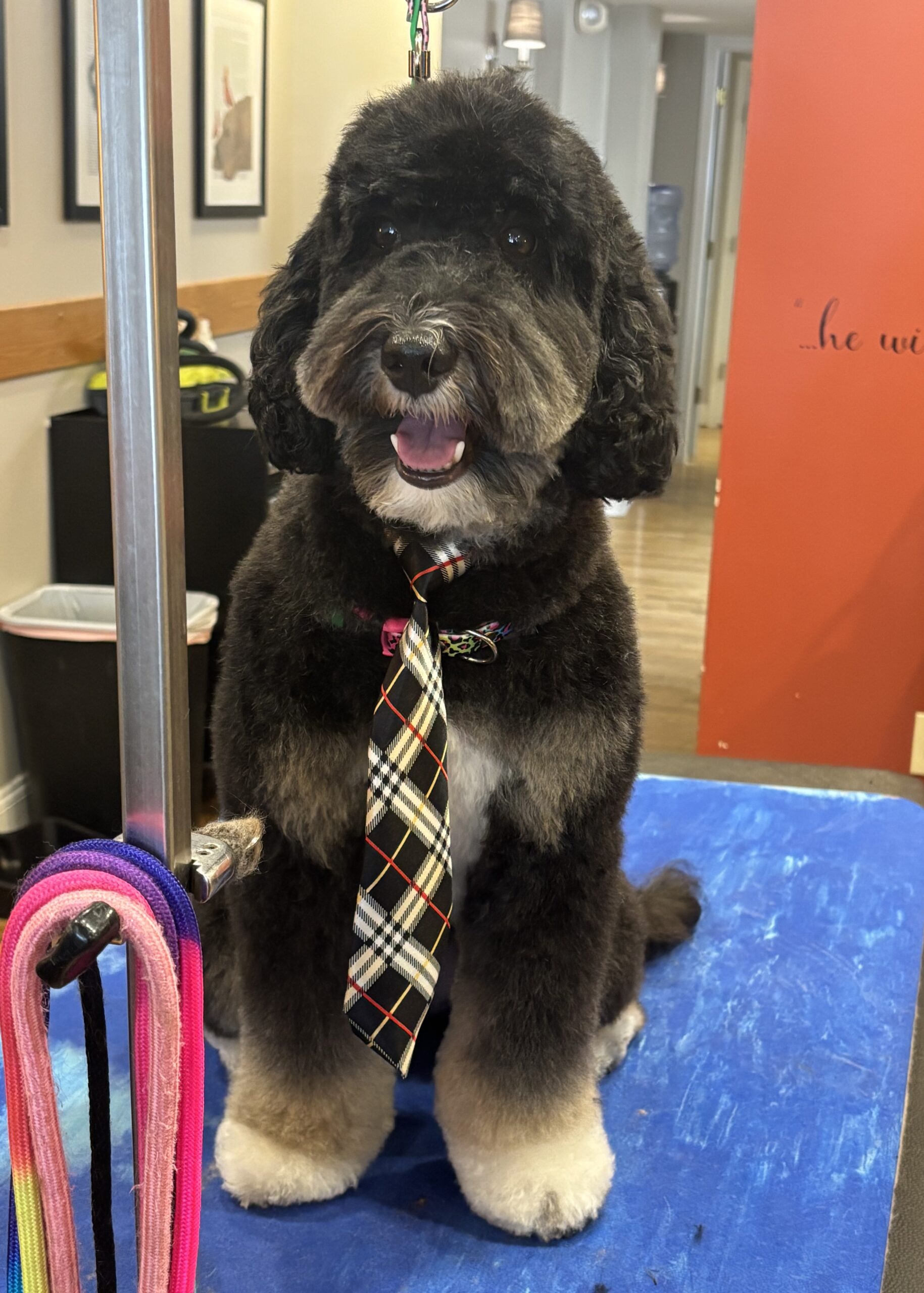 After haircut photo of fluffy black dog at The Spa on State