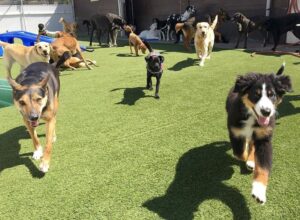 dog boarding